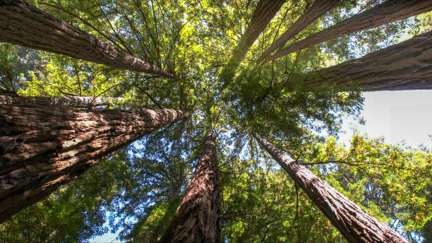 How Our Tree Care Process Works  in Hudson Bend, TX